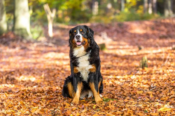 Primo Piano Dolce Cane Montagna Bernese Una Foresta Autunnale — Foto Stock