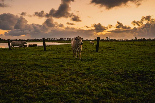 Belo Tiro Vacas Campo Rural Zelândia Países Baixos — Fotografia de Stock