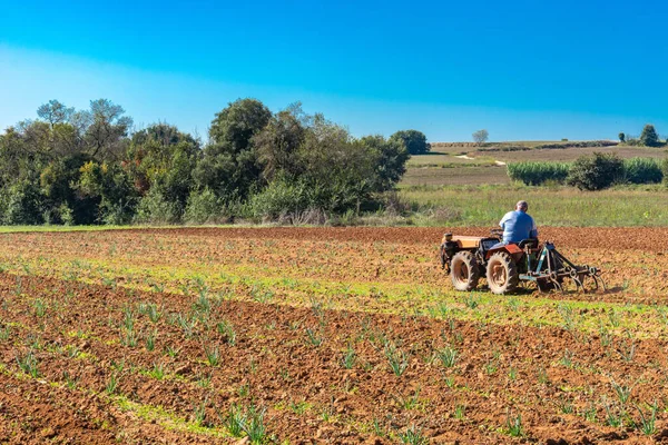 Mollet Del Valles Spanje Sep 2020 Landbouwers Werken Samen Met — Stockfoto