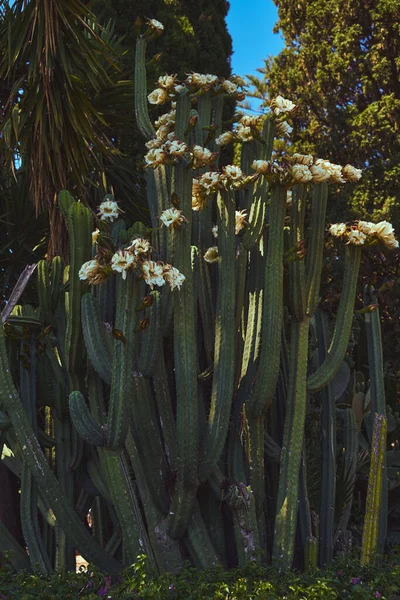 Een Verticaal Shot Van Bloomed Cactus — Stockfoto