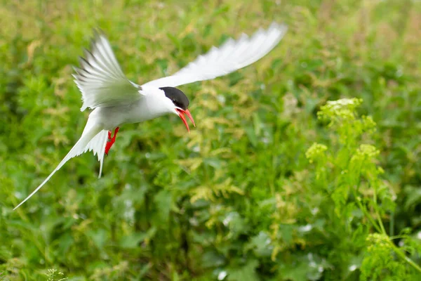 Oiseau Sterne Arctique Sterna Paradisaea Dans Les Îles Farne Angleterre — Photo