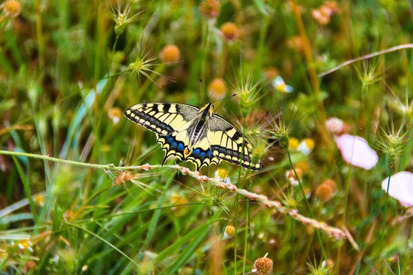Zbliżenie Ujęcie Pięknego Kolorowego Motyla Polnych Kwiatów — Zdjęcie stockowe