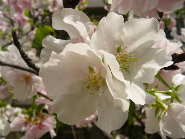 Tiro Seletivo Foco Das Flores Brancas Cor Rosa Cereja Jardim — Fotografia de Stock