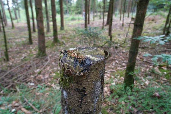 나무껍질을 나무토막을 클로즈업 초점으로 — 스톡 사진