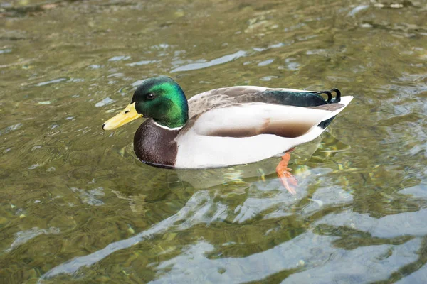 昼間は湖でマガモが泳いでいる — ストック写真