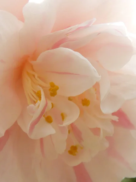 Vertical Shot Light Pink Camellia Bud — Stock Photo, Image