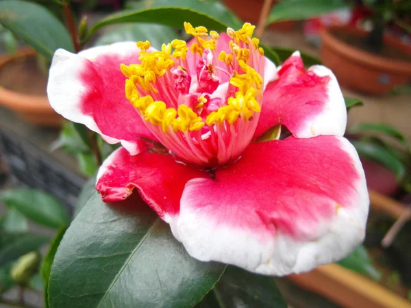 Närbild Bild Vacker Rosa Camellia Blomma Suddig Bakgrund — Stockfoto