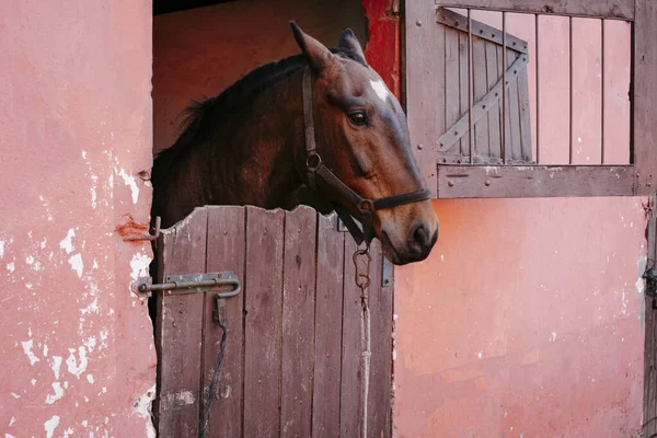 Close Cavalo Marrom Estábulo Luz Dia — Fotografia de Stock