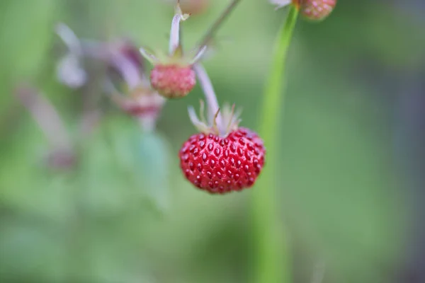 Uno Scatto Selettivo Una Fragola Selvatica Crescita — Foto Stock