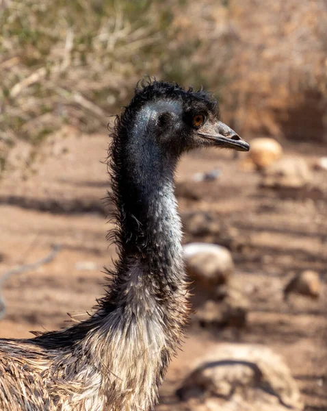 Endearing Emu Looking Aside — Stock Photo, Image