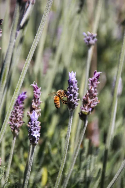 Eine Vertikale Selektive Fokusaufnahme Einer Biene Die Sich Von Lavendel — Stockfoto