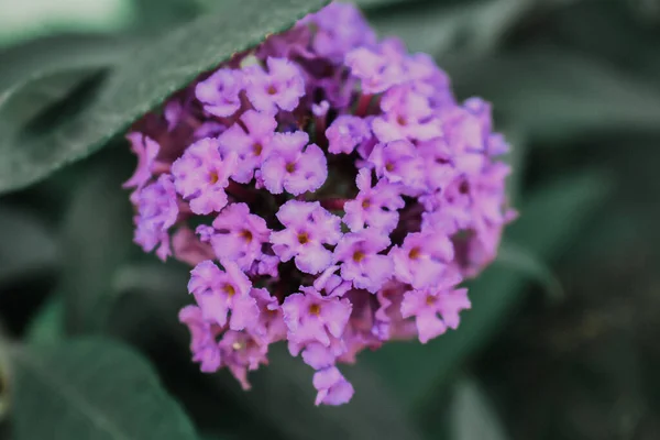 Tiro Foco Seletivo Bela Flor Budista Rosa — Fotografia de Stock