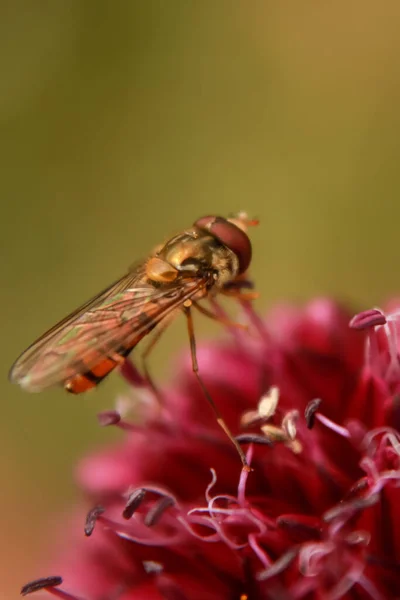Disparo Vertical Insecto Sobre Una Flor Sobre Fondo Borroso —  Fotos de Stock