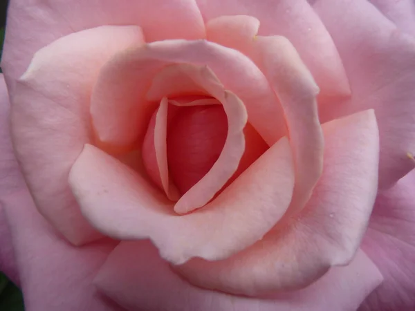 Makro Strzał Pięknej Różowej Róży — Zdjęcie stockowe