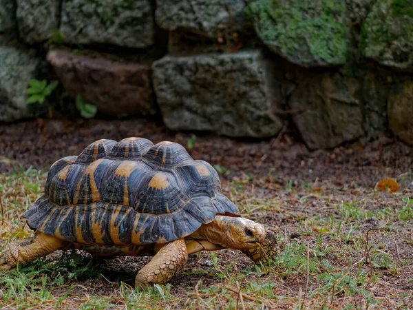 Selective Focus Shot Exotic Turtle Zoo — Stock Photo, Image