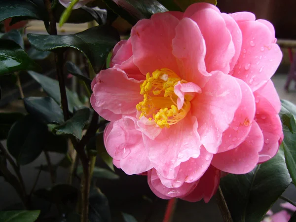 Крупним Планом Рожева Рожева Камелія Троянда — стокове фото