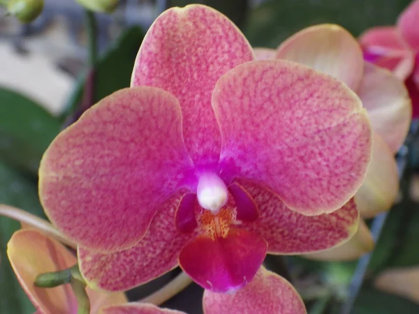 Tiro Close Flores Orquídea Traça — Fotografia de Stock