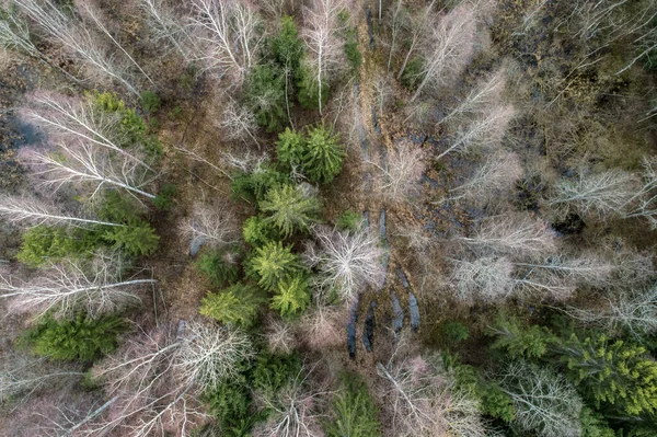 Una Vista Aerea Una Fitta Foresta Con Alberi Nudi Autunnali — Foto Stock