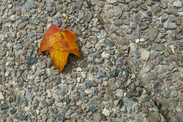 Gros Plan Une Feuille Automne Sur Sol — Photo