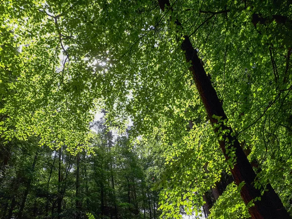 Nízký Úhel Záběru Vysokých Stromů Lese Bavorsku Německo — Stock fotografie