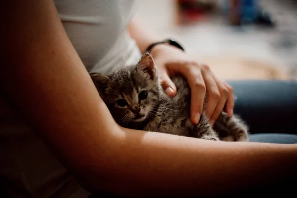 一只可爱的小猫的特写镜头落在女人的腿上 — 图库照片