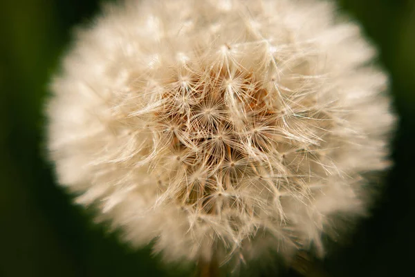 Närbild Fluffig Maskros — Stockfoto