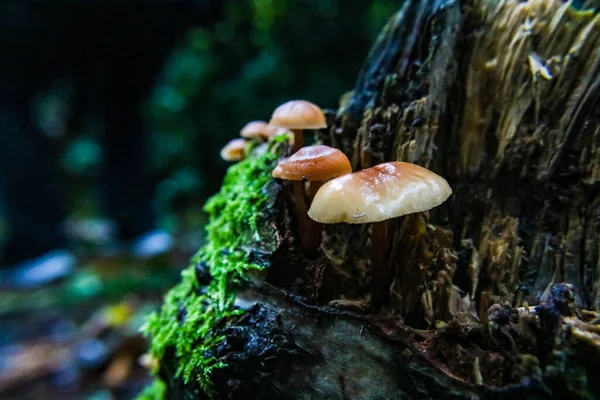 森林中生长的野生蘑菇的特写镜头 — 图库照片