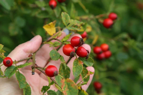 Closeup Shot Rosehips Person Palm — Stock Photo, Image