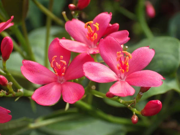 Een Selectieve Focus Shot Van Mooie Roze Jatropha Integerrima Bloemen — Stockfoto