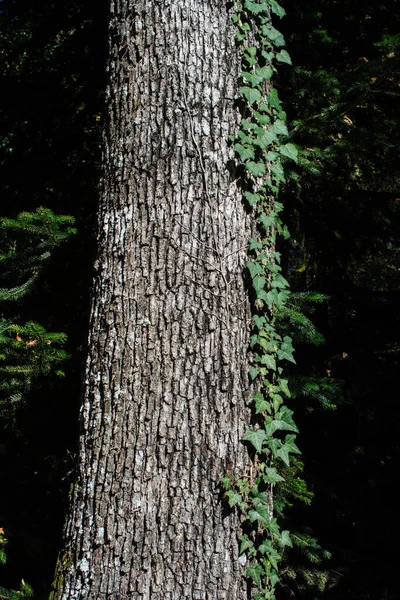 Tiro Vertical Tronco Árvore Com Folhas Verdes — Fotografia de Stock