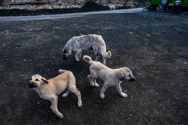 Cani Bianchi Labrador Cuccioli Che Giocano Vicino Camper Verde — Foto Stock
