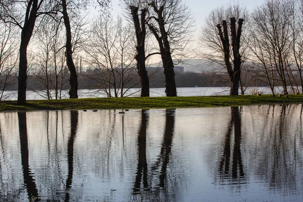 川の満潮時の浸水した公園ライン川 水の木々の反射と — ストック写真