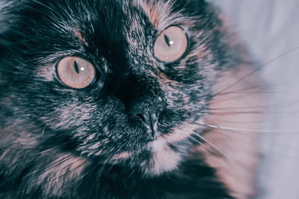 Primer Plano Lindo Gato Tortuga Con Una Mirada Curiosa —  Fotos de Stock