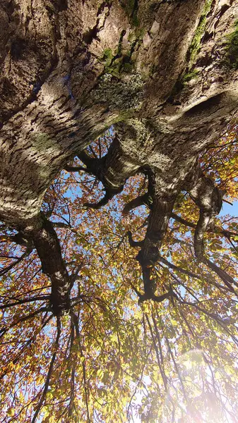 Niski Kąt Strzał Drzew Jesienią Słoneczny Dzień — Zdjęcie stockowe