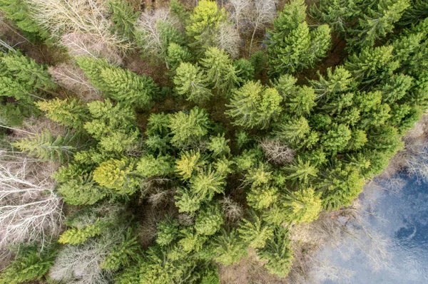 Veduta Aerea Una Fitta Foresta Con Alberi Autunnali Sempreverdi Coltivati — Foto Stock