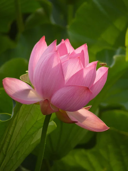 Selective Focus Shot Beautiful Pink Lotus Surrounded Greenery — Stock Photo, Image