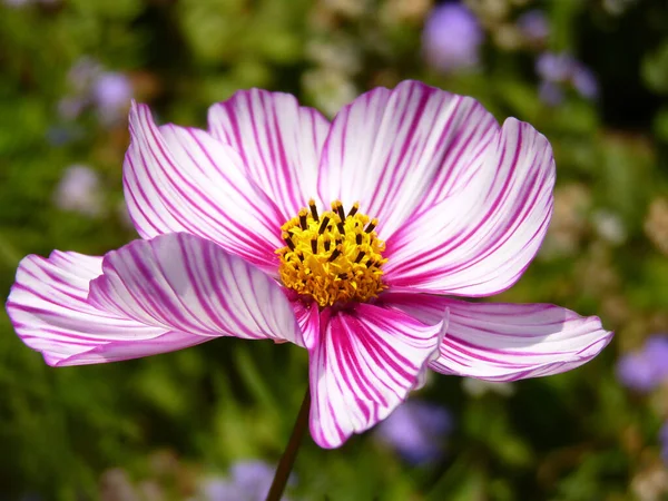 Zbliżenie Ujęcie Pięknego Różowego Kosmosu Kwiat — Zdjęcie stockowe