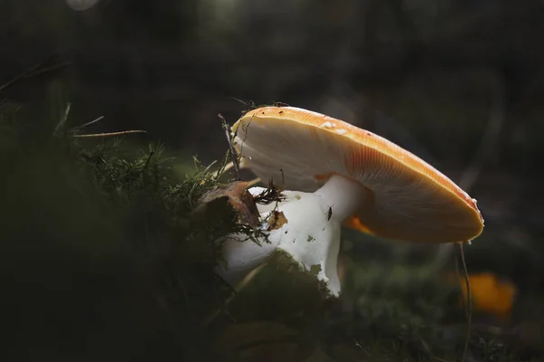 Primo Piano Funghi Terra — Foto Stock