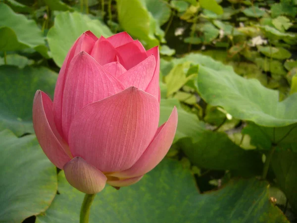 Eine Nahaufnahme Einer Rosa Lotusknospe — Stockfoto