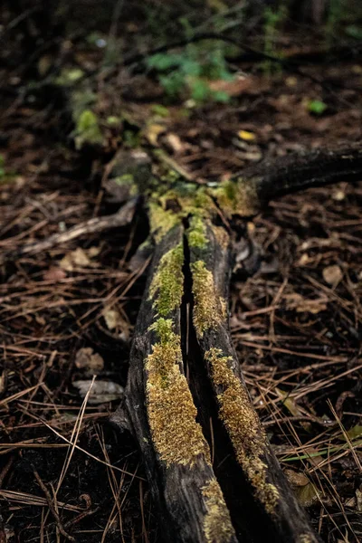 Membro Caído Meio Floresta — Fotografia de Stock