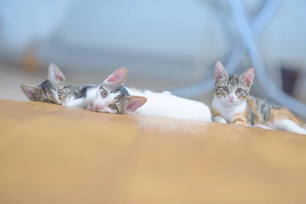 Kanepede Uzanmış Sevimli Yavru Kedilerin Yakın Plan Çekimi — Stok fotoğraf