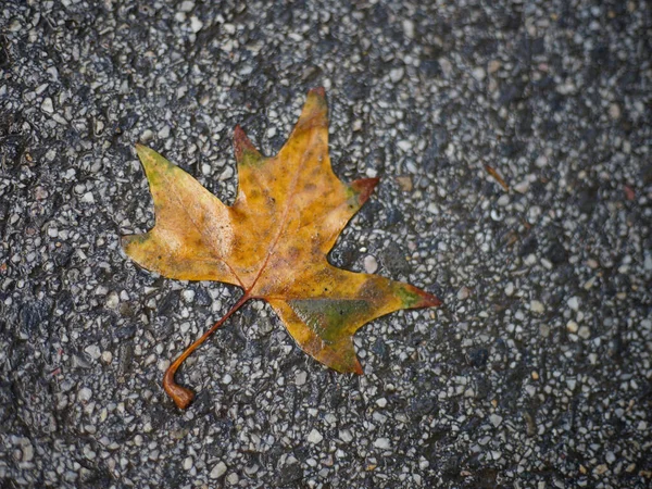 公園の歩道にある濡れた紅葉のクローズアップ — ストック写真