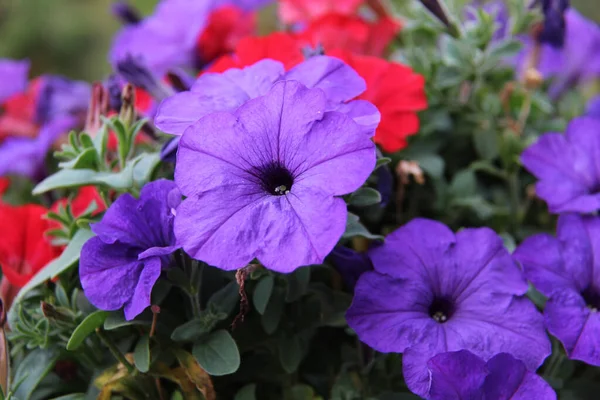 Eine Nahaufnahme Von Blühenden Lila Blumen Grünen — Stockfoto