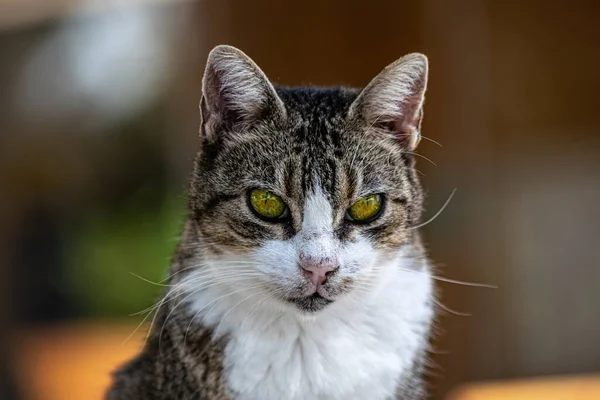 Gato Com Olhos Verdes Posando Com Gesto Raiva — Fotografia de Stock