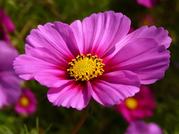 Enfoque Selectivo Una Flor Cosmos Púrpura Naturaleza — Foto de Stock