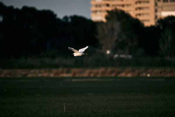 Ein Weißer Reiher Fliegt Über Das Feld — Stockfoto