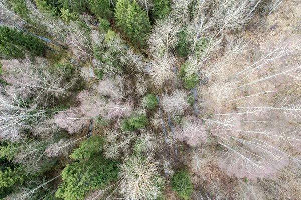Αεροφωτογραφία Πυκνού Δάσους Γυμνά Βαθιά Φθινοπωρινά Δέντρα Αποξηραμένο Φύλλωμα — Φωτογραφία Αρχείου