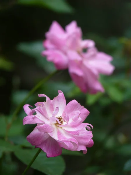 Close Belas Rosas Cor Rosa Fundo Borrado — Fotografia de Stock