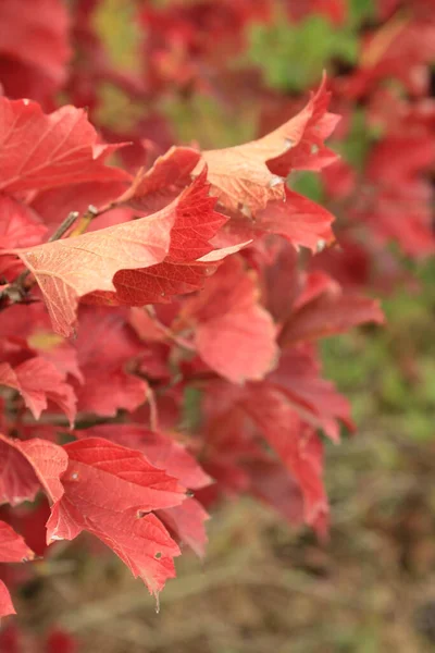 Closeup Shot Red Leaves Tree — Stock Photo, Image