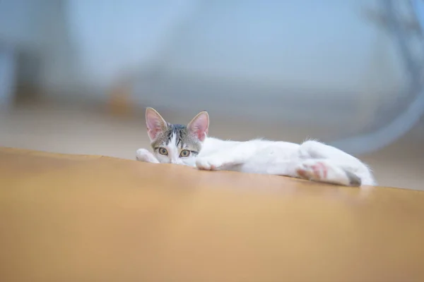 Closeup Shot Adorable Little Domestic Cat Lying Couch — Stock Photo, Image